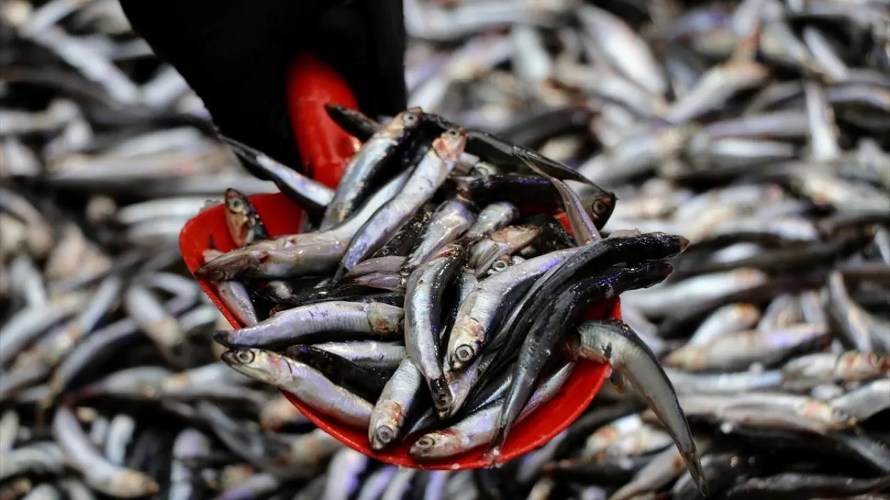 Avrupa ülkeleri Türk hamsisi için sıraya girdi! Milyonlarca dolar döviz girdisi sağlandı