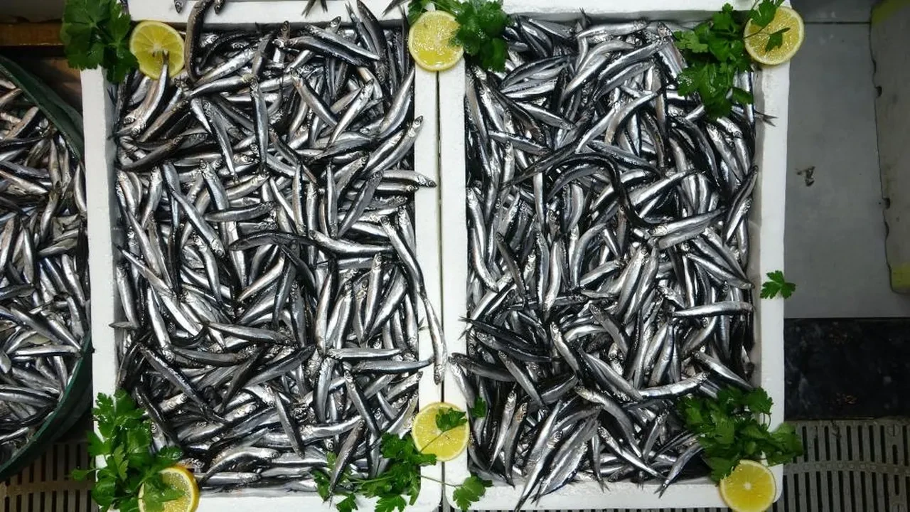 Avrupa ülkeleri Türk hamsisi için sıraya girdi! Milyonlarca dolar döviz girdisi sağlandı