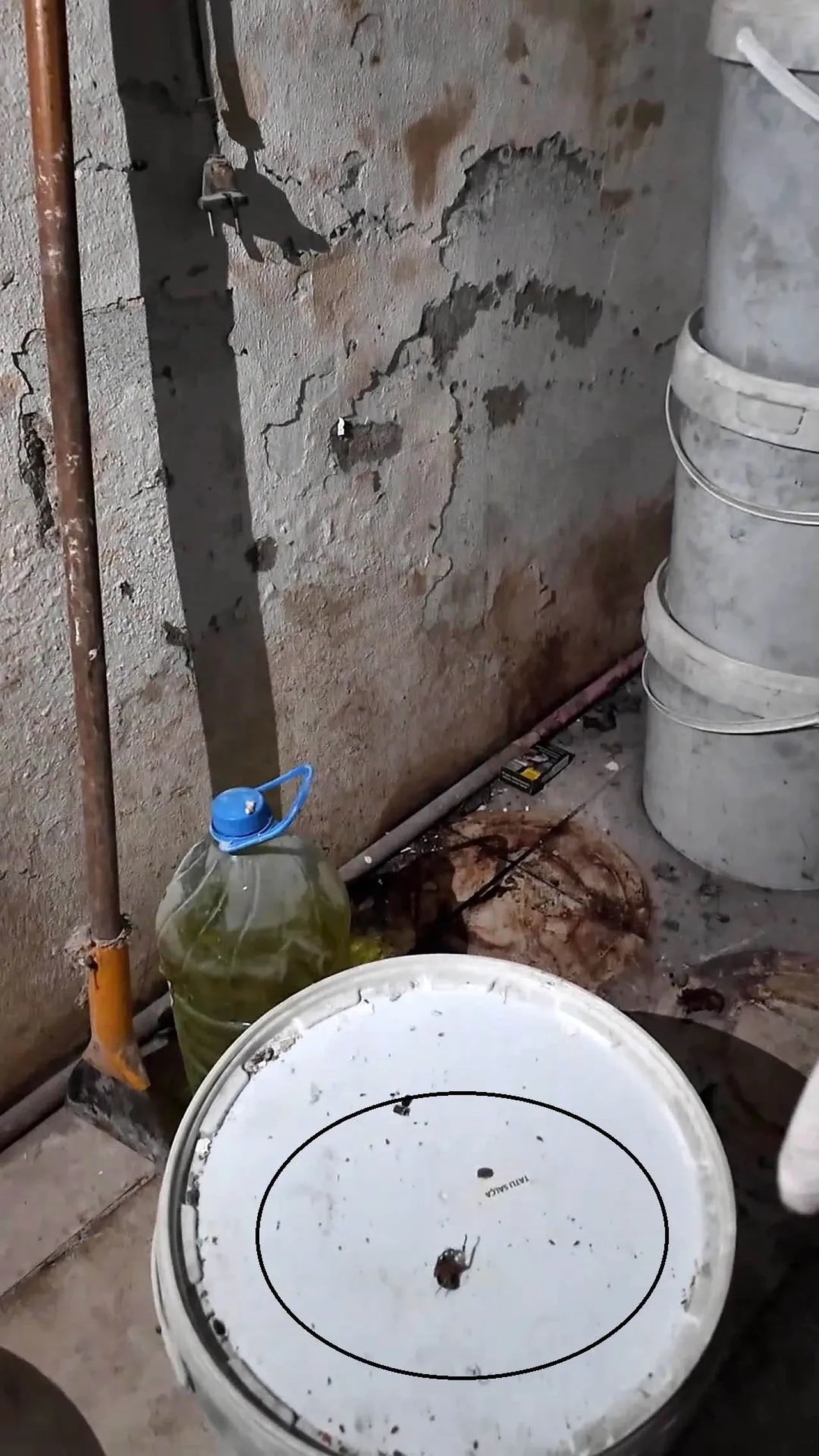 Fırın denetiminde iğrenç görüntüler! Zabıta müdürü şoke oldu: 'Fareyi geçtim, yılan çıkacak diye korkuyorum'