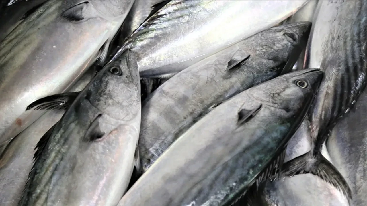 Tam mevsimi ve kış yorgunluğuna birebir! İşte kışın evden eksik etmemeniz gereken balıklar