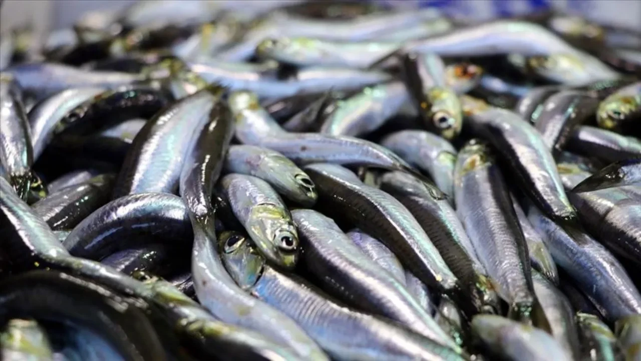 Tam mevsimi ve kış yorgunluğuna birebir! İşte kışın evden eksik etmemeniz gereken balıklar