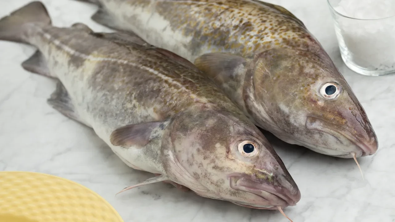 Tam mevsimi ve kış yorgunluğuna birebir! İşte kışın evden eksik etmemeniz gereken balıklar