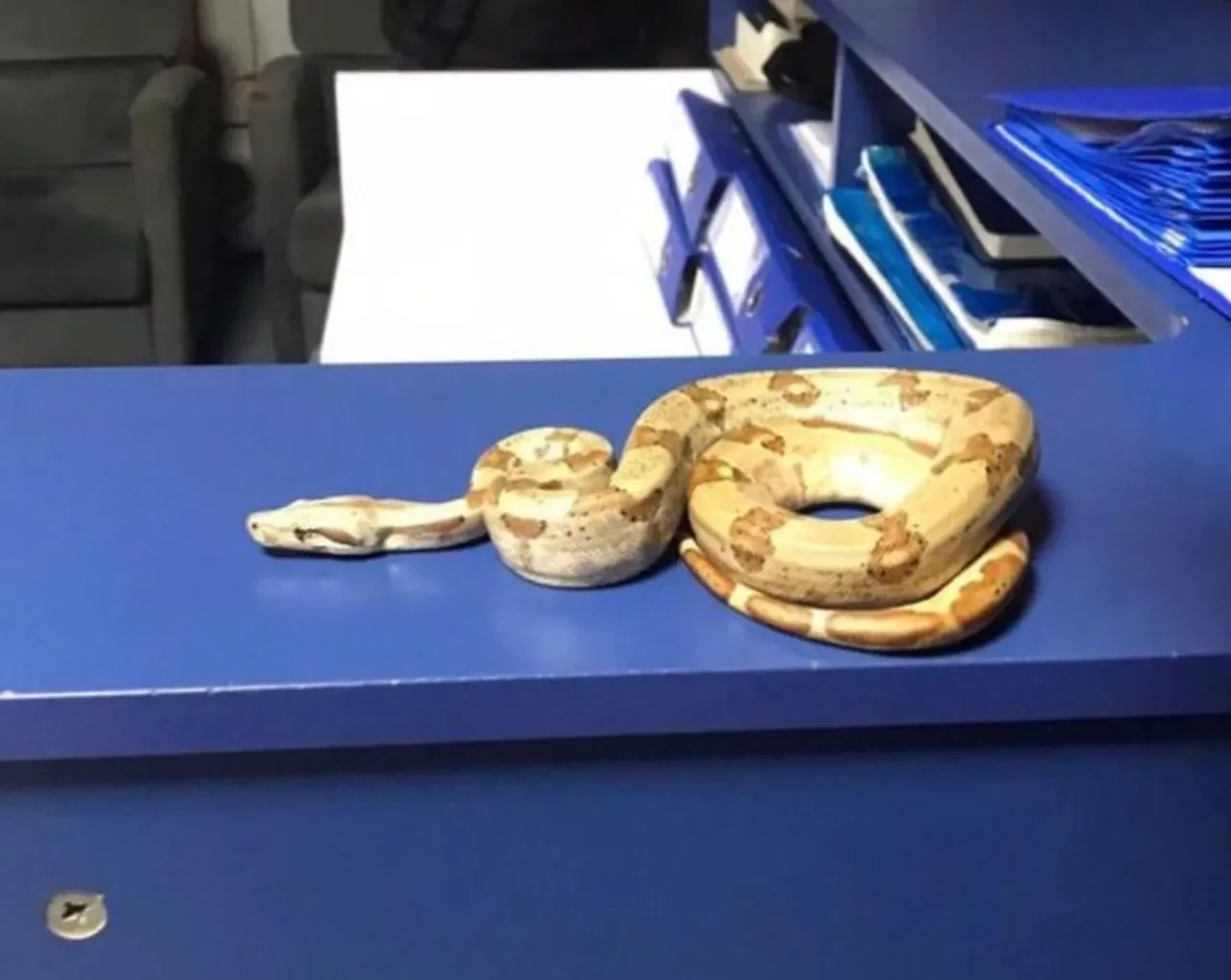 Yılanını yanına aldı, kafe kafe gezmeye başladı! Ekiplere yakalanınca savunması şoke etti