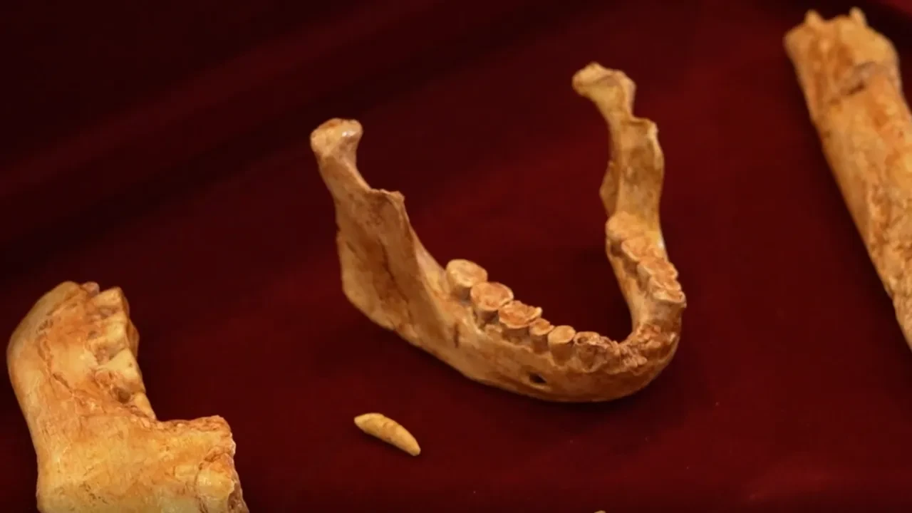 773 bin yıllık insan fosili bulundu! Yetişkin ve çocuk kemikleri var