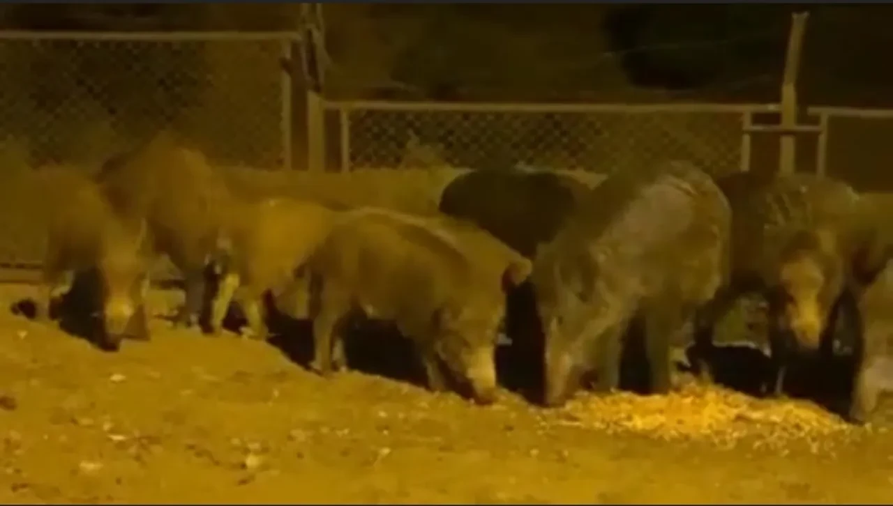 Aydın'da cuma çıkışında domuz etiyle kavurma mı dağıtıldı? Her şey ortaya çıktı! Kafaları tek detay karıştırmış