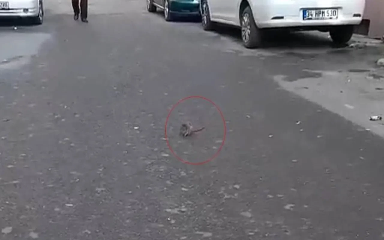 Dükkana giren vatandaşlar şoke oldu! Etrafa kaçıştılar, kötü koku tüm sokağı sardı