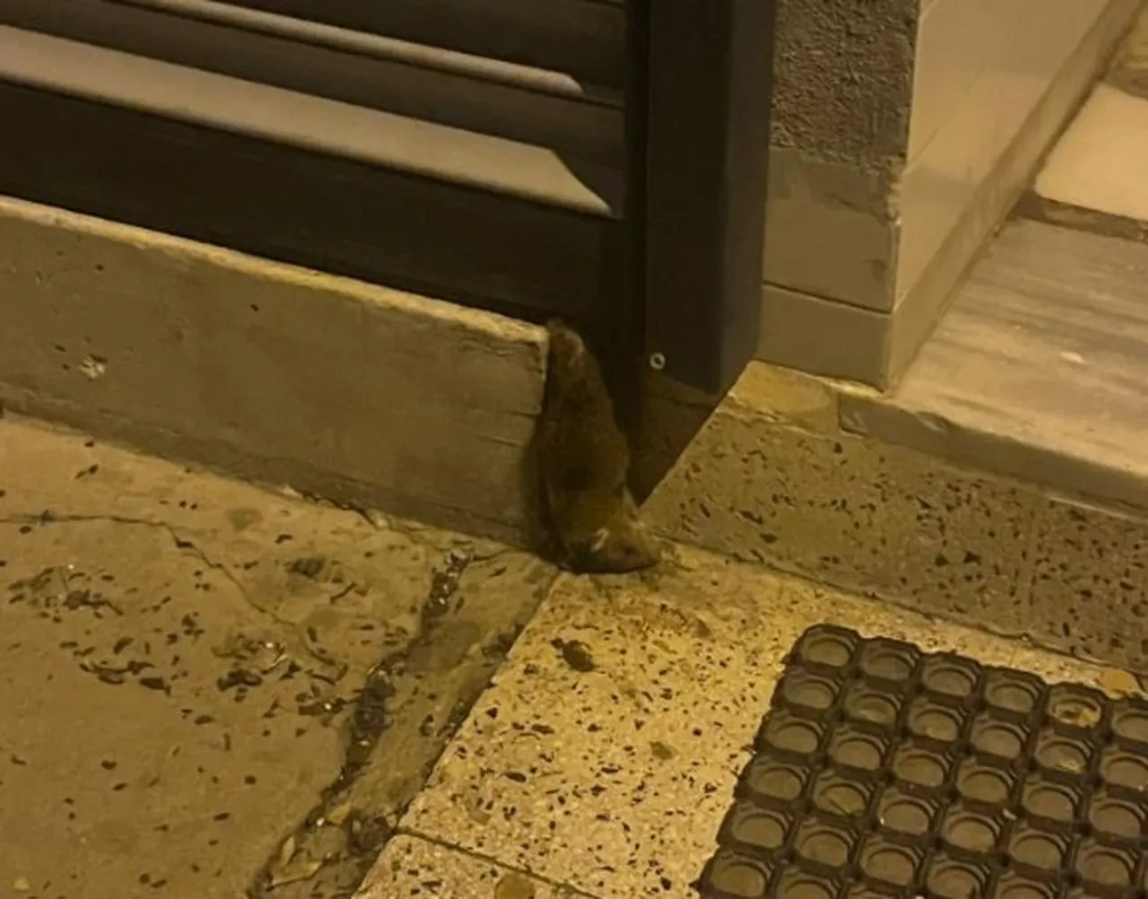 Dükkana giren vatandaşlar şoke oldu! Etrafa kaçıştılar, kötü koku tüm sokağı sardı