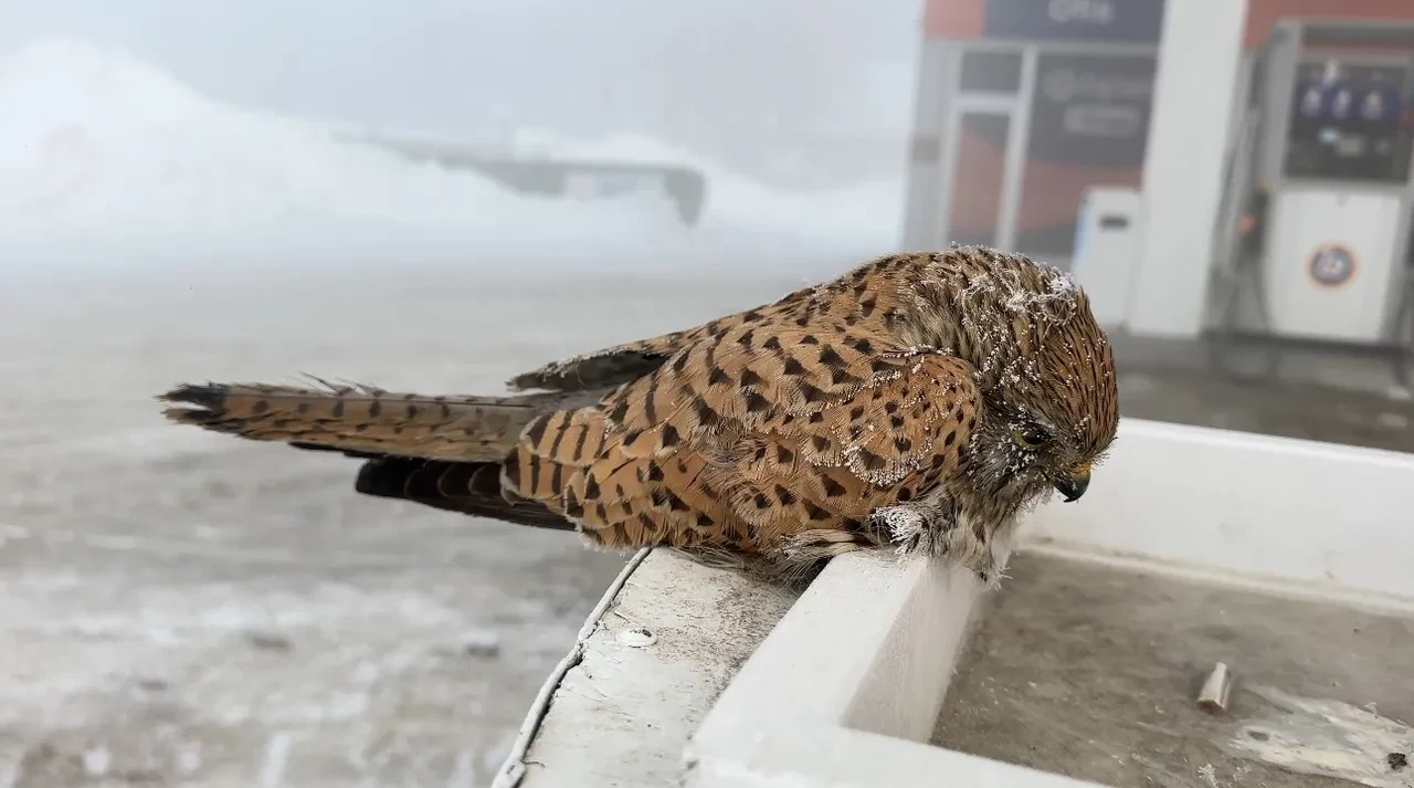 Konduğu yerde dondu! Soğuk havada yürek burkan görüntü