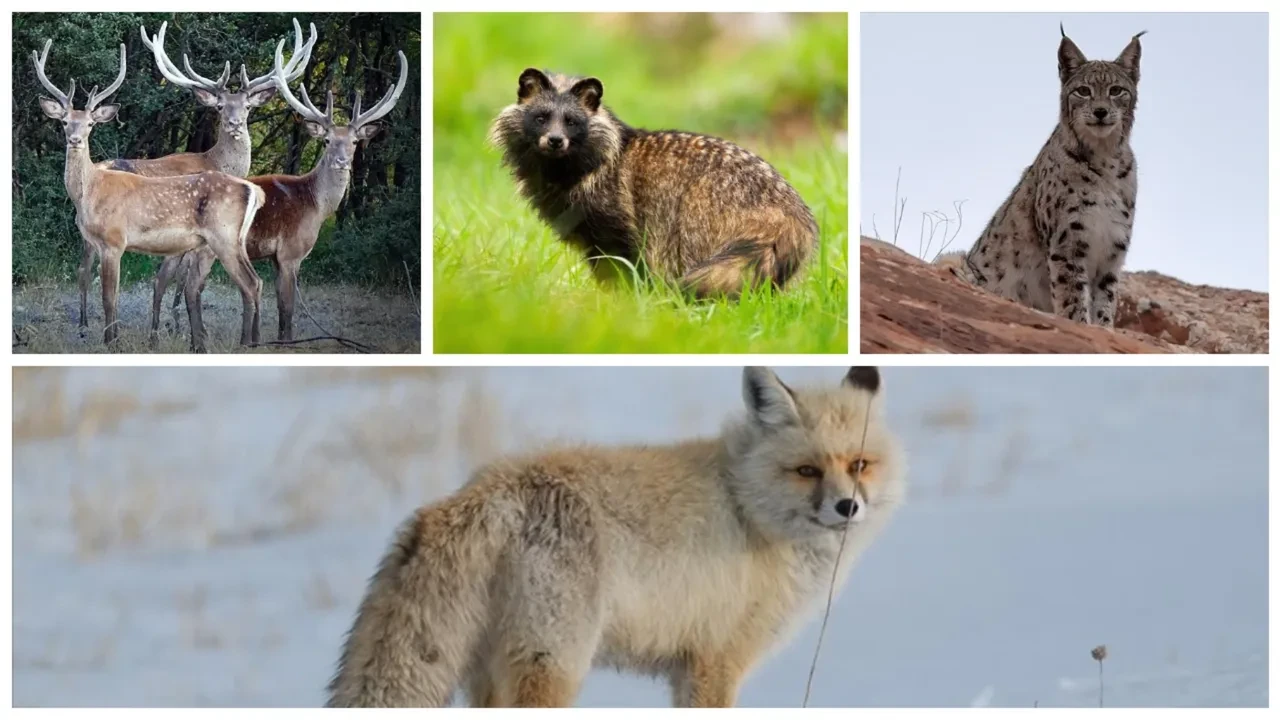 Zarar verene 45 milyon TL ceza var! İşte Türkiye’nin en değerli hayvanları