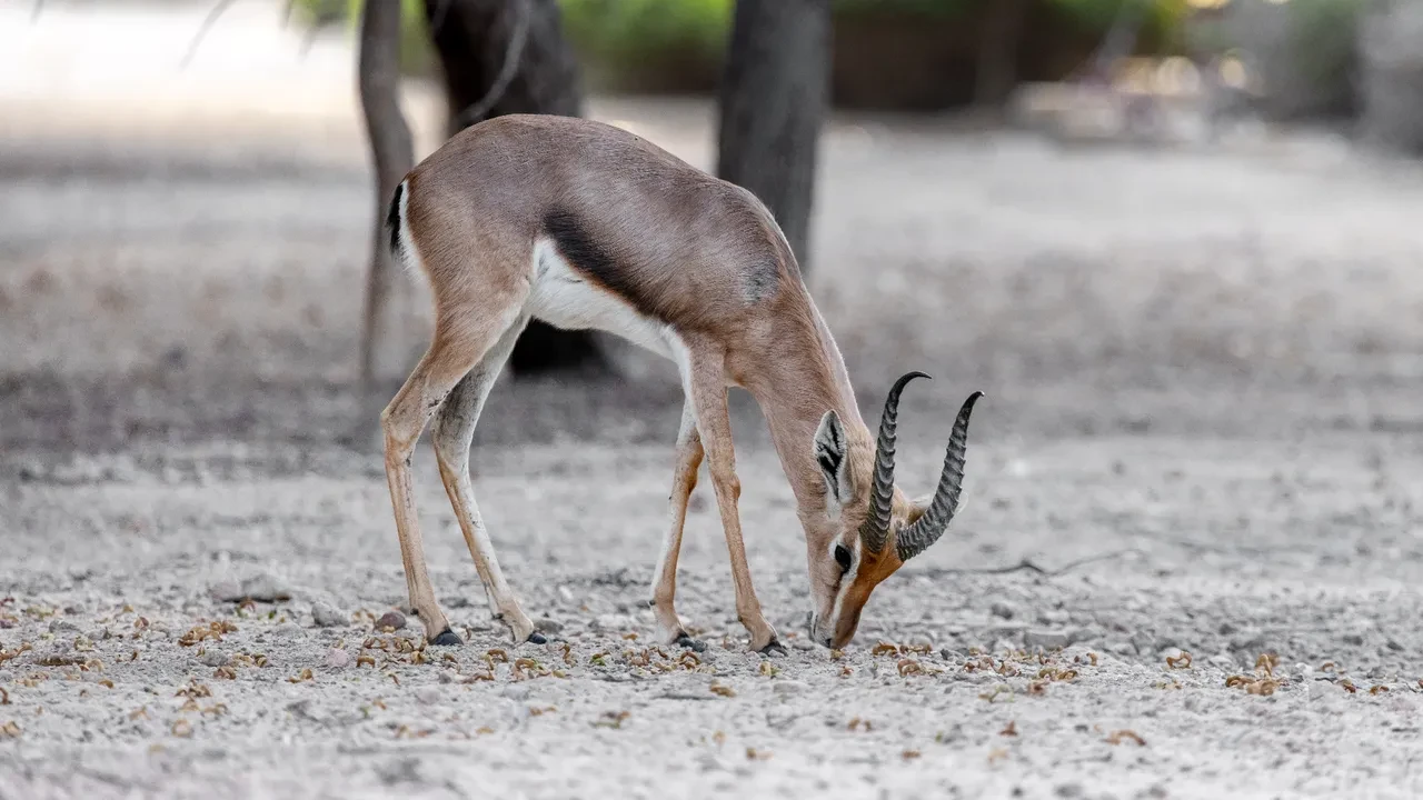 KUM CEYLANI (URFA CEYLANI)