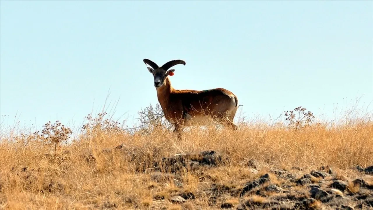 ANADOLU YABAN KOYUNU