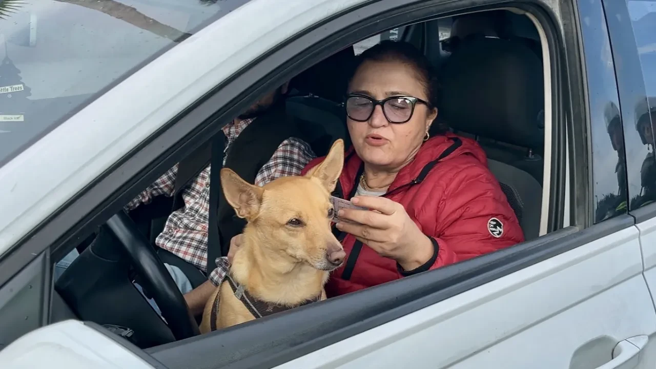 Direksiyona kucağında köpeğiyle geçti polise yakalandı