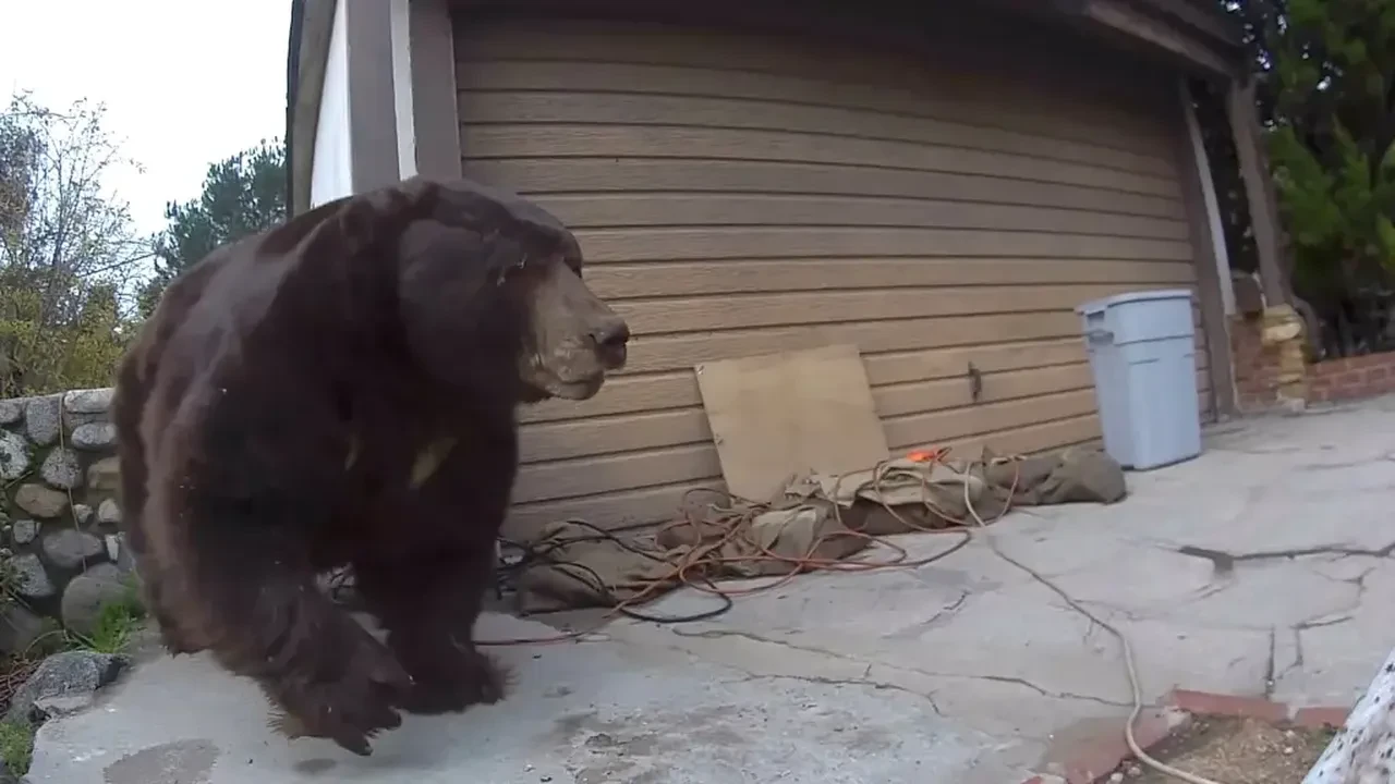 İstenmeyen ev arkadaşından 37 gün sonra kurtuldu: Ayıya boya toplarıyla ateş ettiler