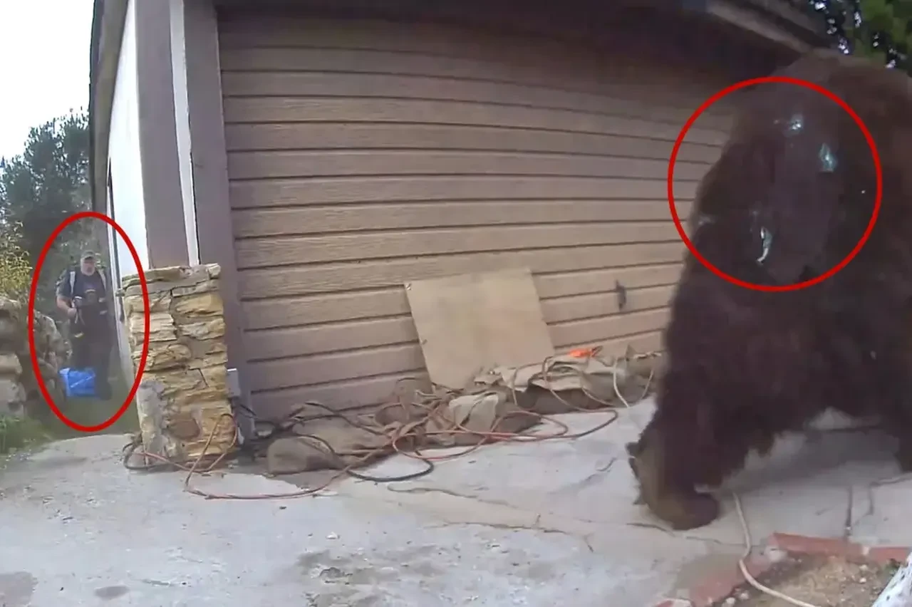 İstenmeyen ev arkadaşından 37 gün sonra kurtuldu: Ayıya boya toplarıyla ateş ettiler