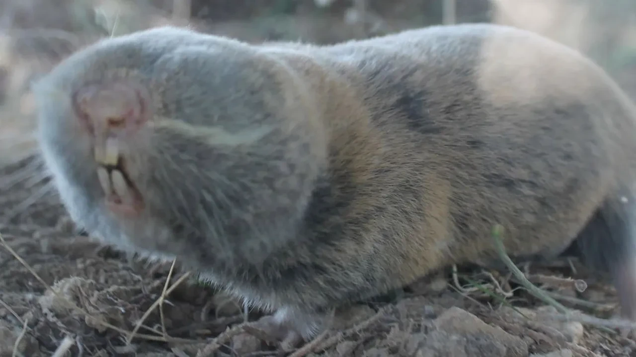 Türkiye'de üç yeni endemik fare türü keşfedildi