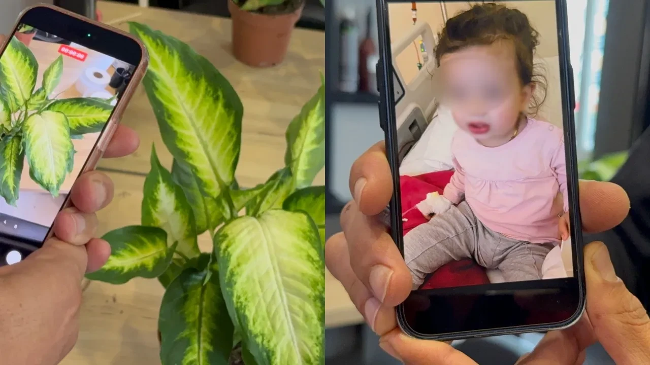 Salonların vazgeçilmeziydi, ailenin kâbusu oldu: Ağlayan çiçeği yiyen çocuk yoğun bakıma kaldırıldı
