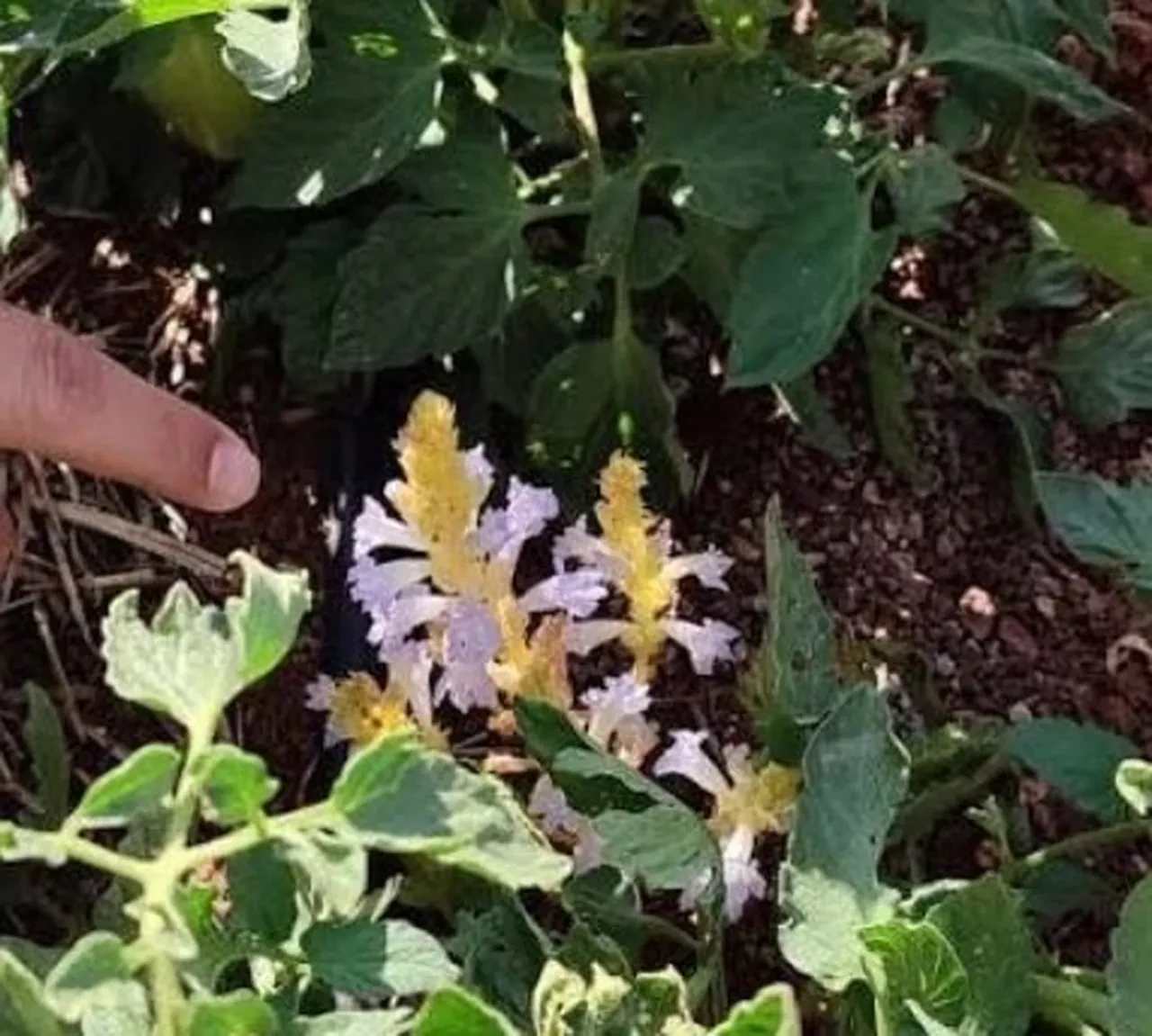 Üreticinin korkulu rüyası geri döndü: Tarladan 'canavar' çıktı, henüz ilacı bile yok 