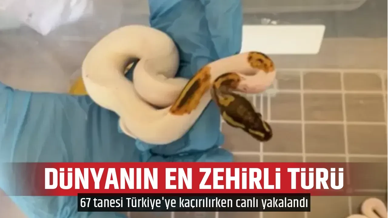 DÜNYANIN EN ZEHİRLİ TÜRÜ