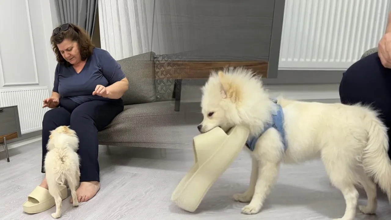 Aydın'dan gelen köpek Mardinli ailenin hayatını kabusu çevirdi