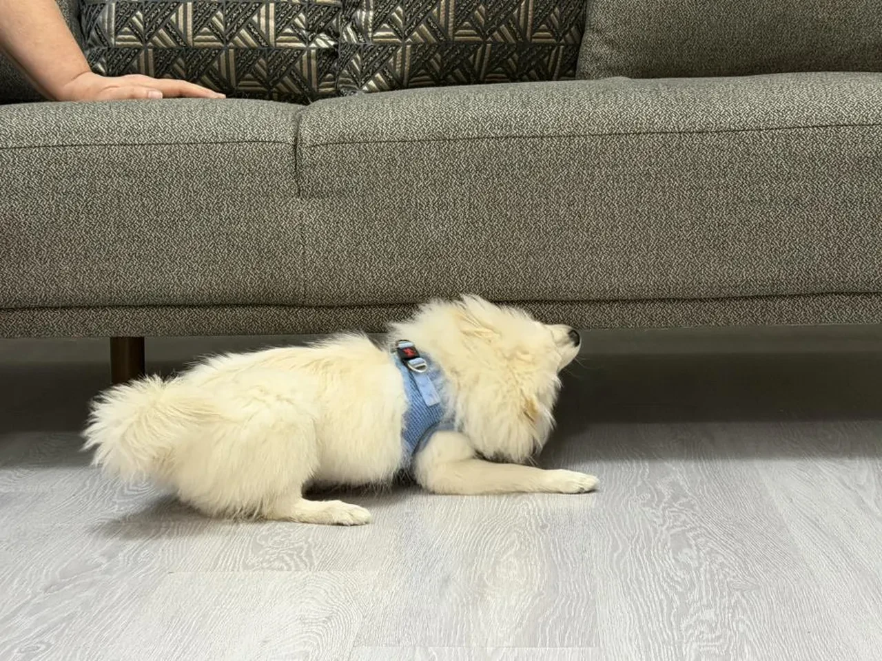 Aydın'dan gelen köpek Mardinli ailenin hayatını kabusu çevirdi