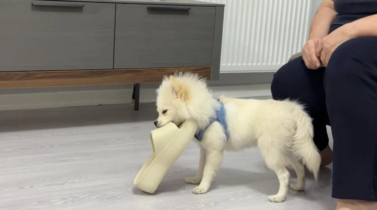 Aydın'dan gelen köpek Mardinli ailenin hayatını kabusu çevirdi