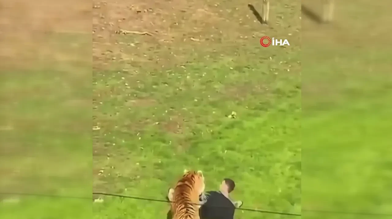 Kaplanların alanına girip hayatını kaybetti! Olayın detayları gün yüzüne çıktı