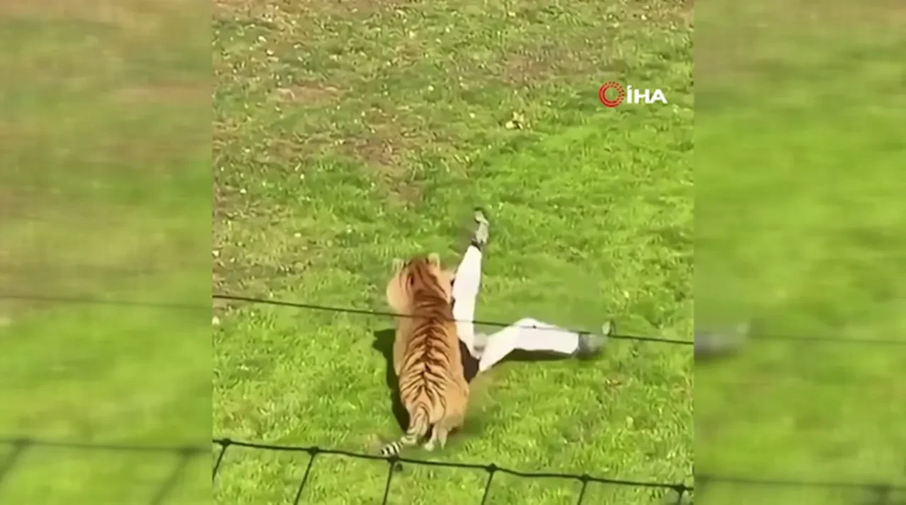 Kaplanların alanına girip hayatını kaybetti! Olayın detayları gün yüzüne çıktı