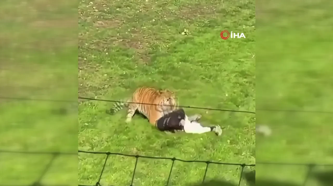 Kaplanların alanına girip hayatını kaybetti! Olayın detayları gün yüzüne çıktı