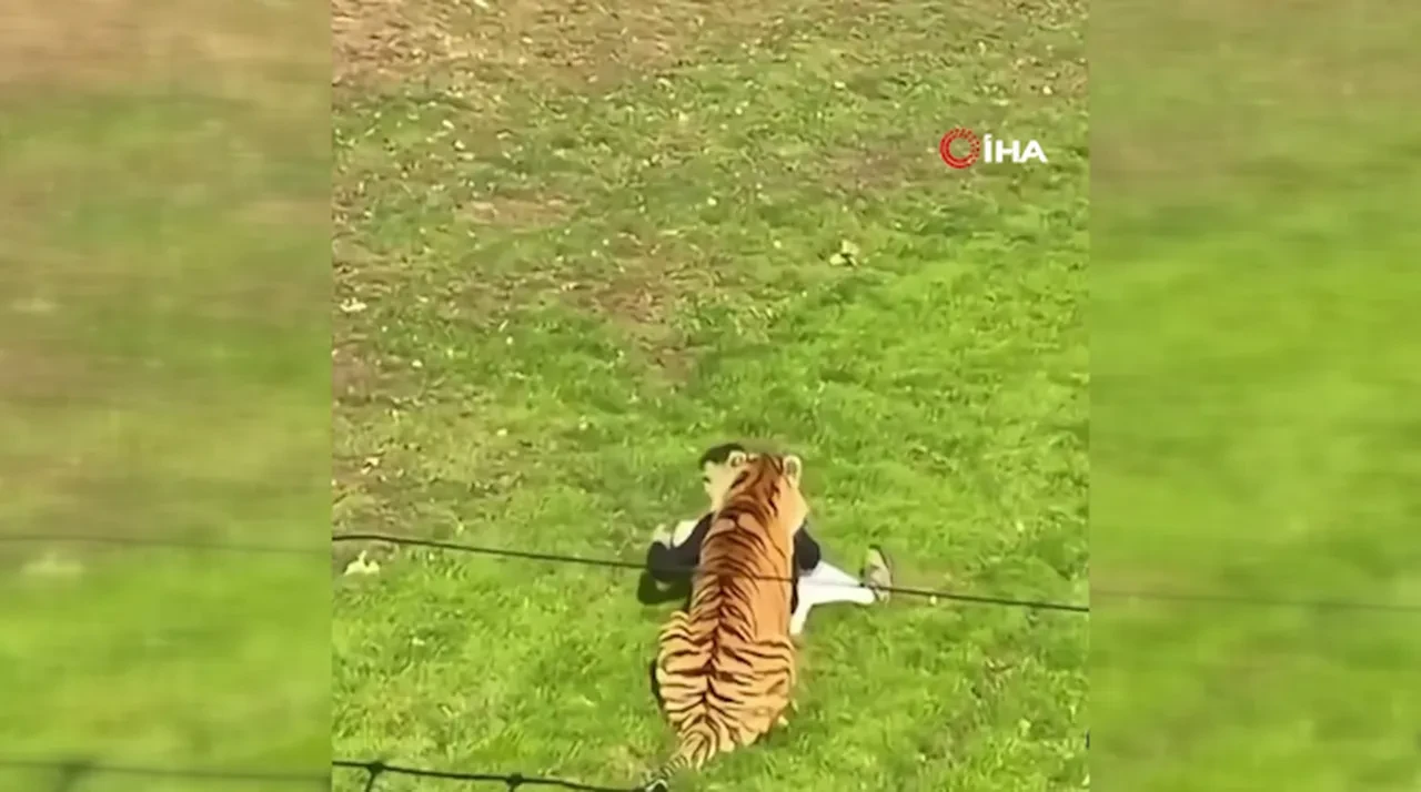 Kaplanların alanına girip hayatını kaybetti! Olayın detayları gün yüzüne çıktı
