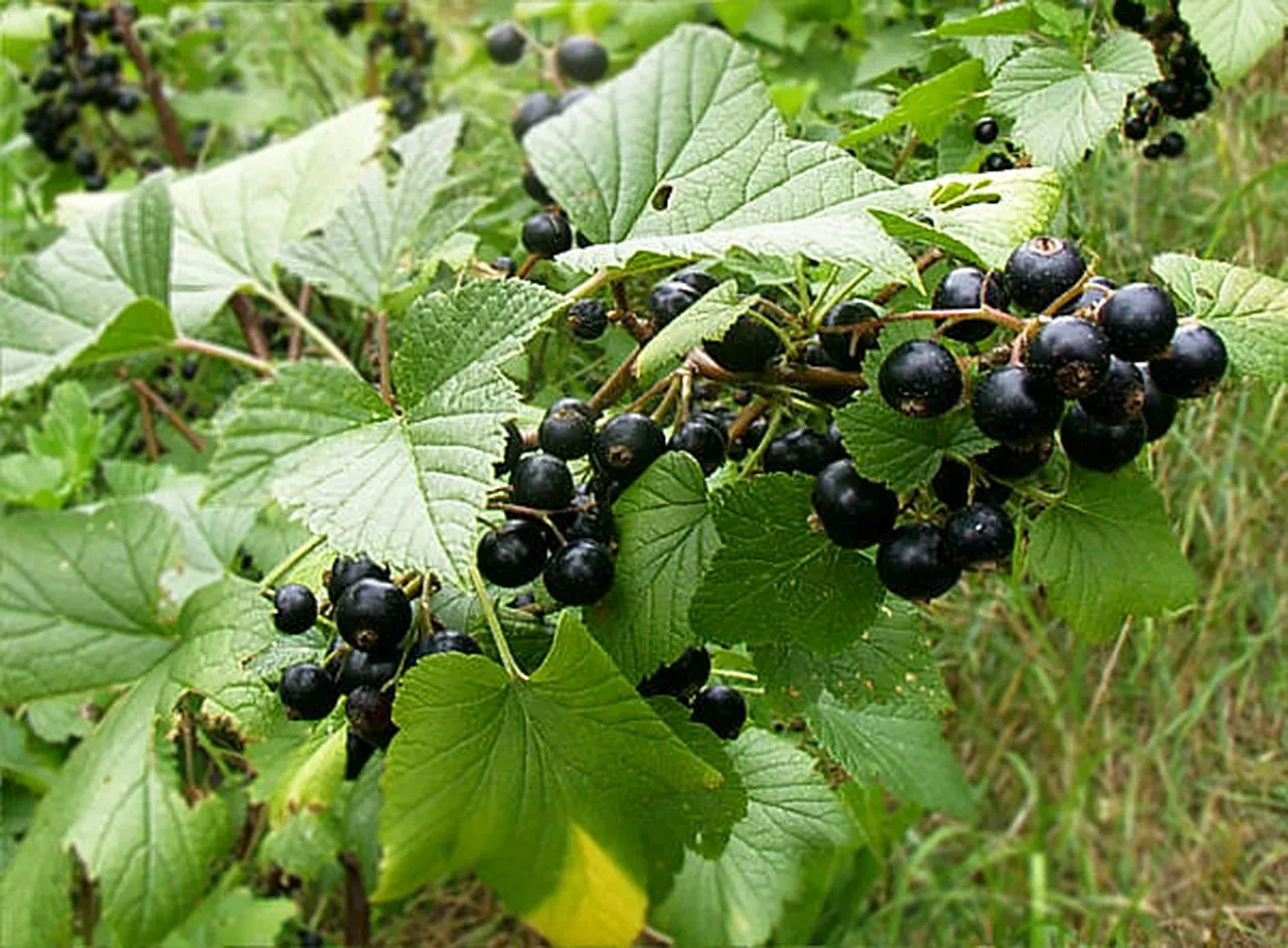 Portakalı unutun! C vitamini bakımından çok daha zengin besinler açıklandı