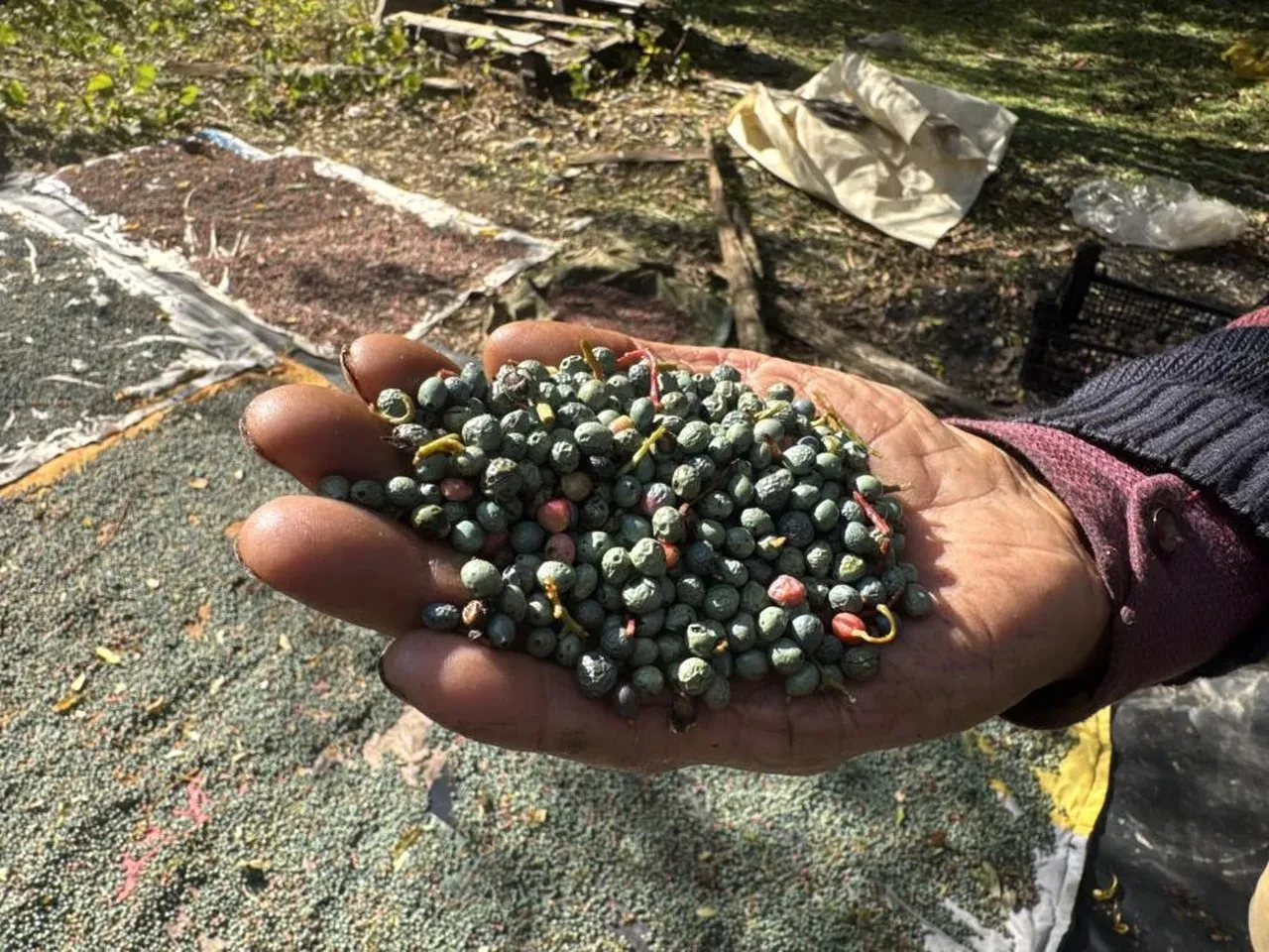 Toroslar'daki para basma makinesi: Günde 50 kilo topluyorlar, litresi 1.200 TL