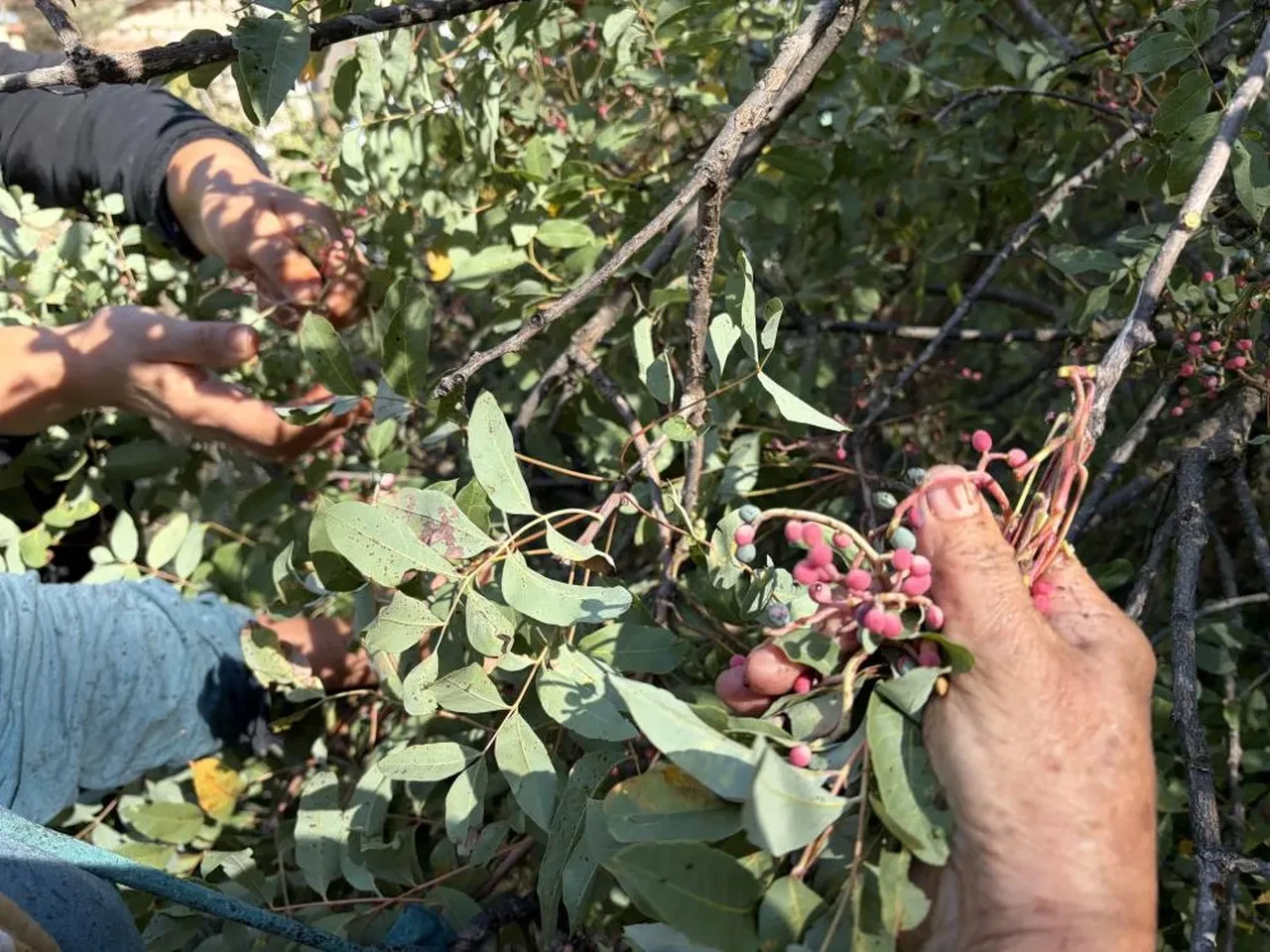 Toroslar'daki para basma makinesi: Günde 50 kilo topluyorlar, litresi 1.200 TL