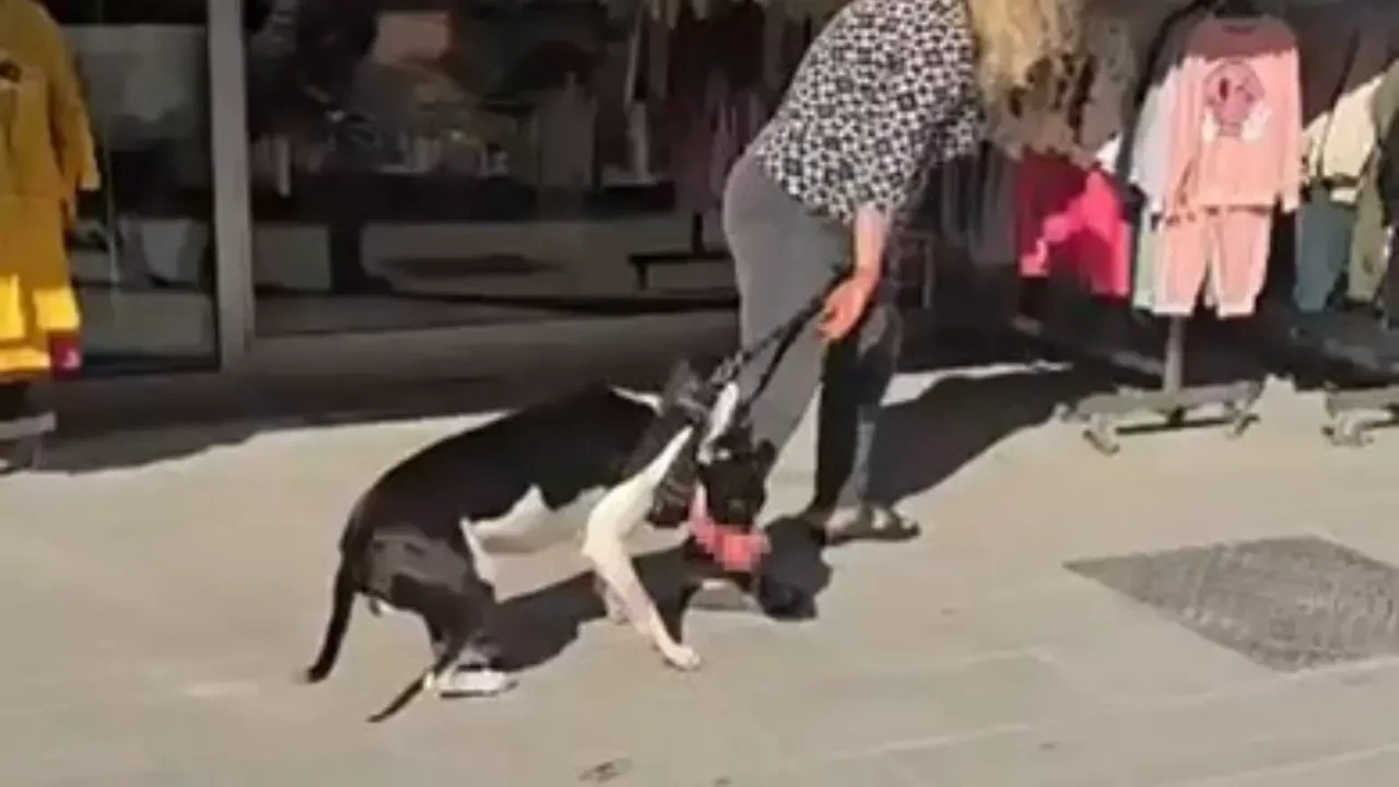 Esenyurt'ta Pitbull dehşeti! Sokak kedisini parçaladı