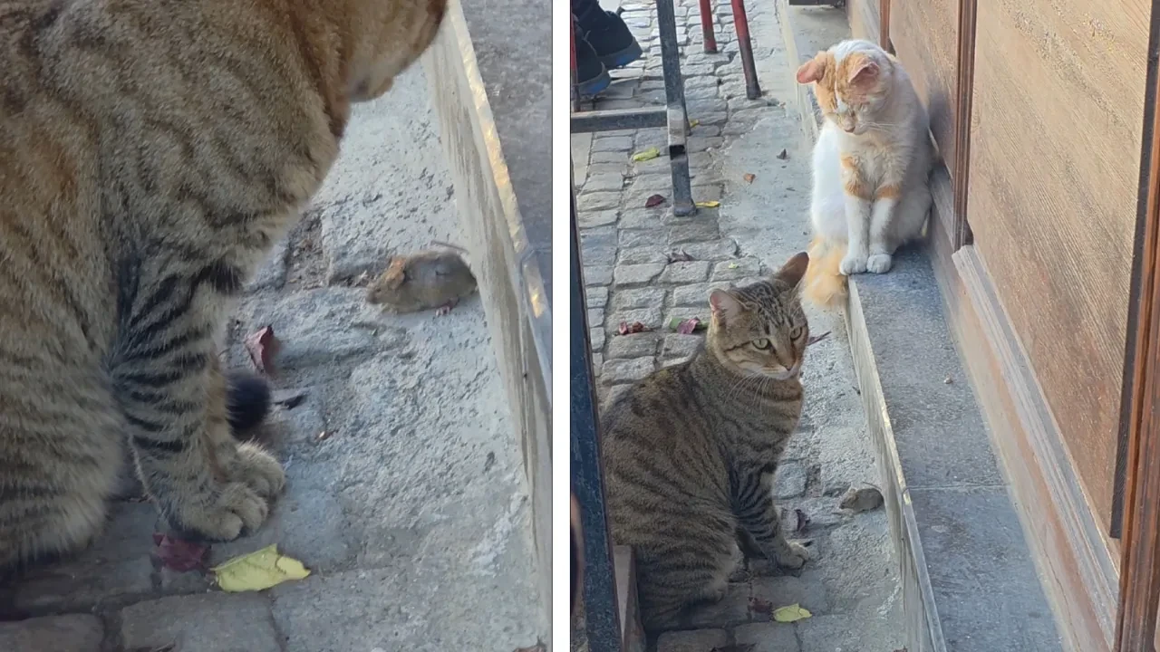 Tom ve Jerry gerçek oldu! Şaşırtıcı anlar kamerada 