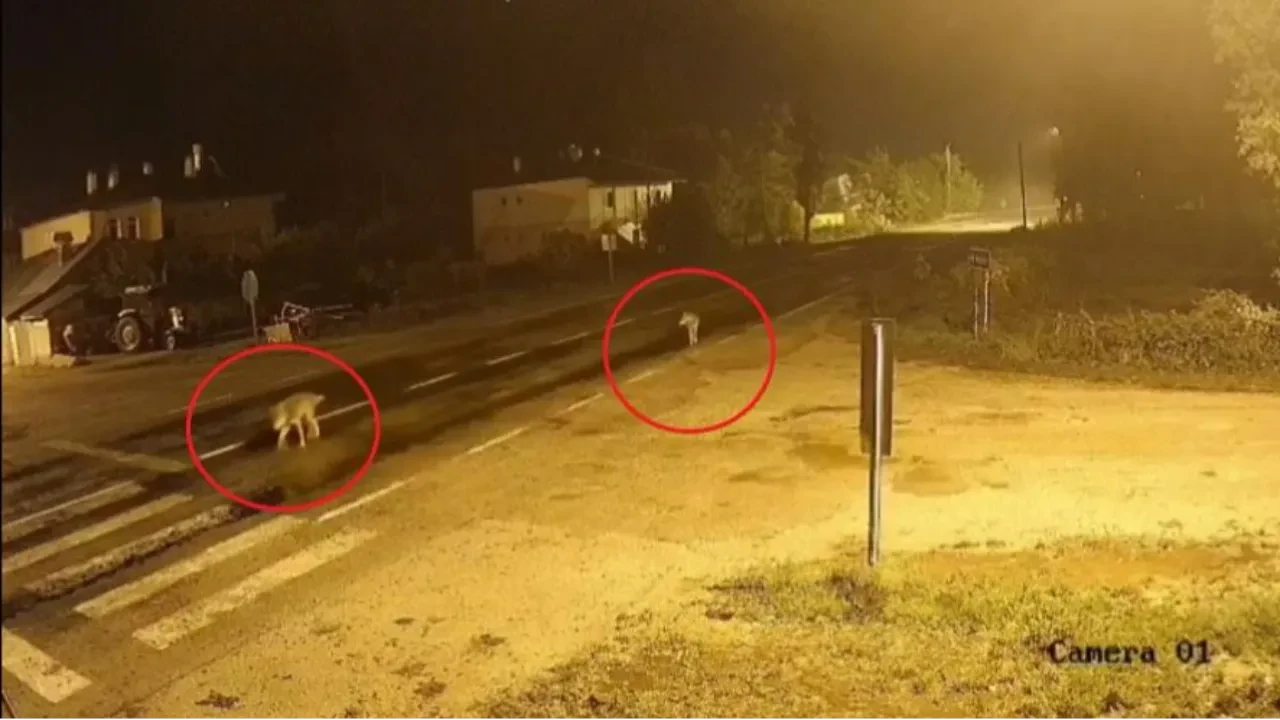 Bayburt'ta kurt sürüsü köye indi: Gece yarısı sokakta tek sıra halinde gezdikleri anlar kamerada