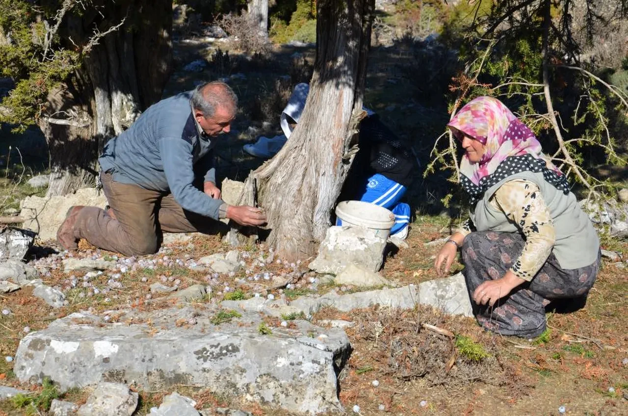 Bir haftada hazırlanıyor, şifa kaynağının kilosu 500 TL’ye satılıyor: Öksürük ve bronşit için birebir