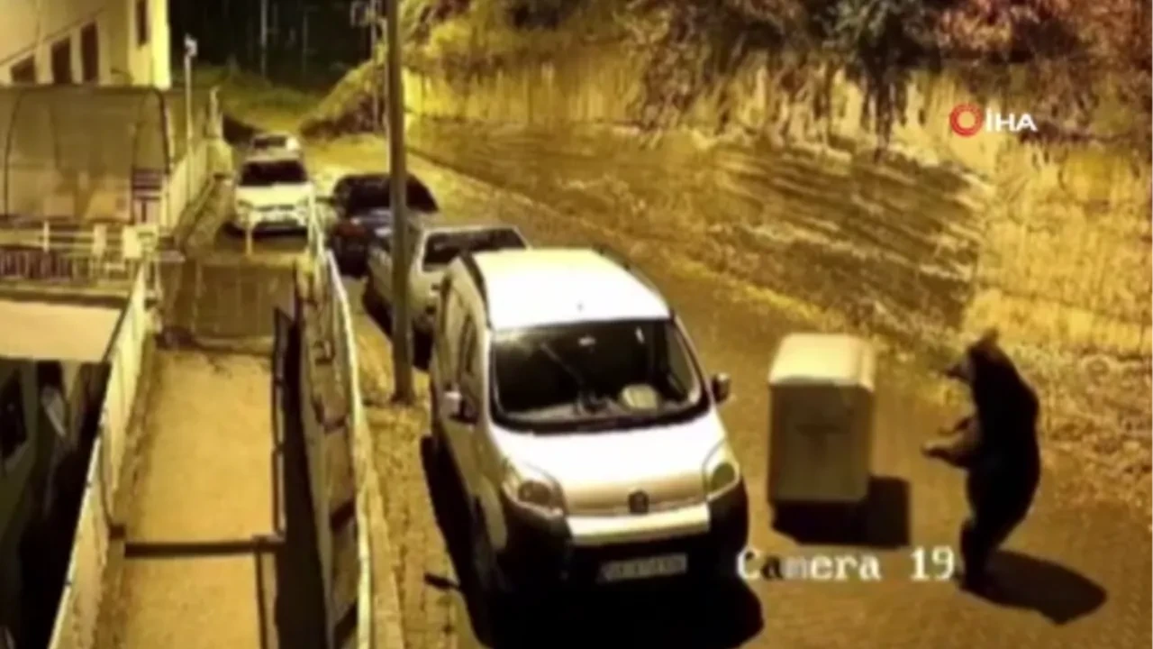 Şehre inen ayının yaptıkları şaşkına çevirdi: Ankara’da şakacı ayı kamerada