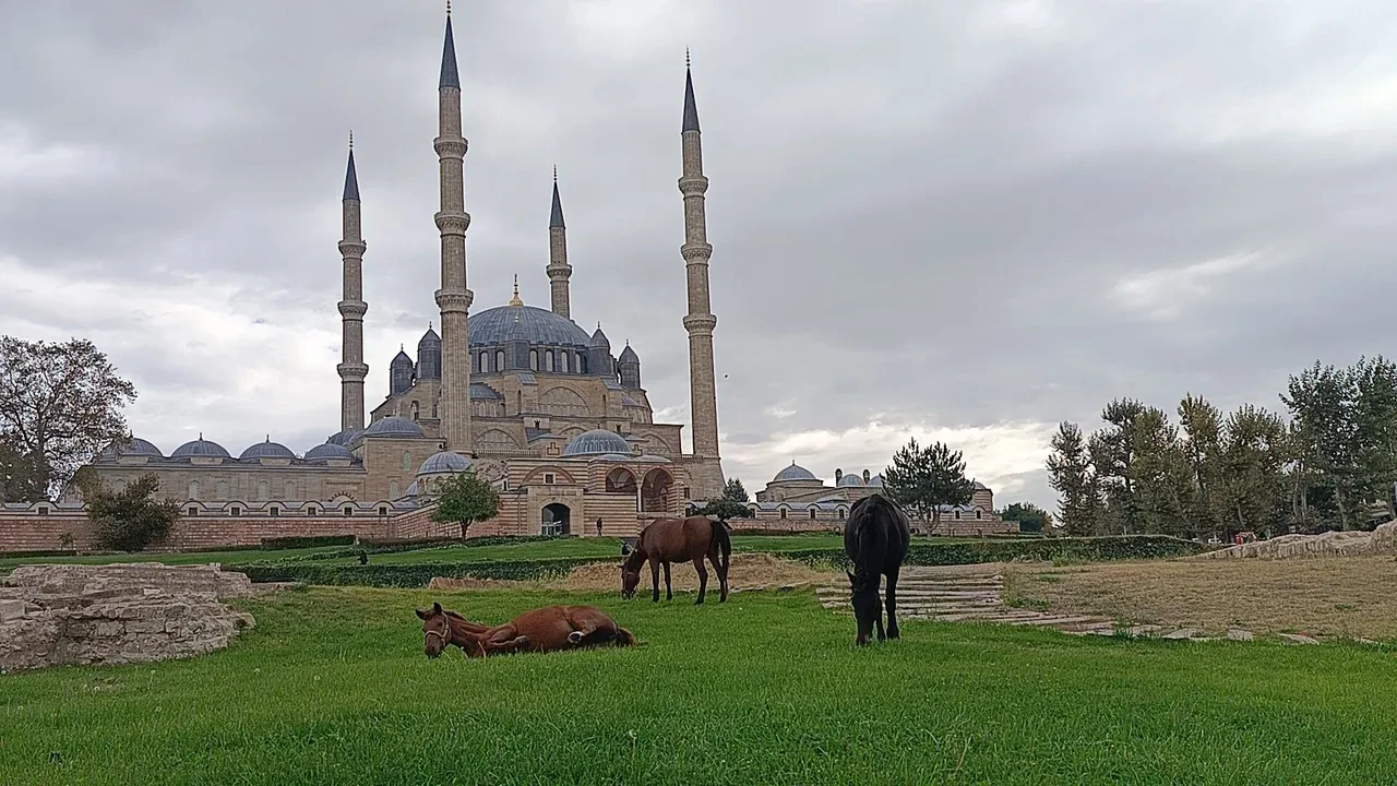 Başıboş atlar meydanda cirit attı! ‘’ Bunlar burada ne arıyor? ‘’