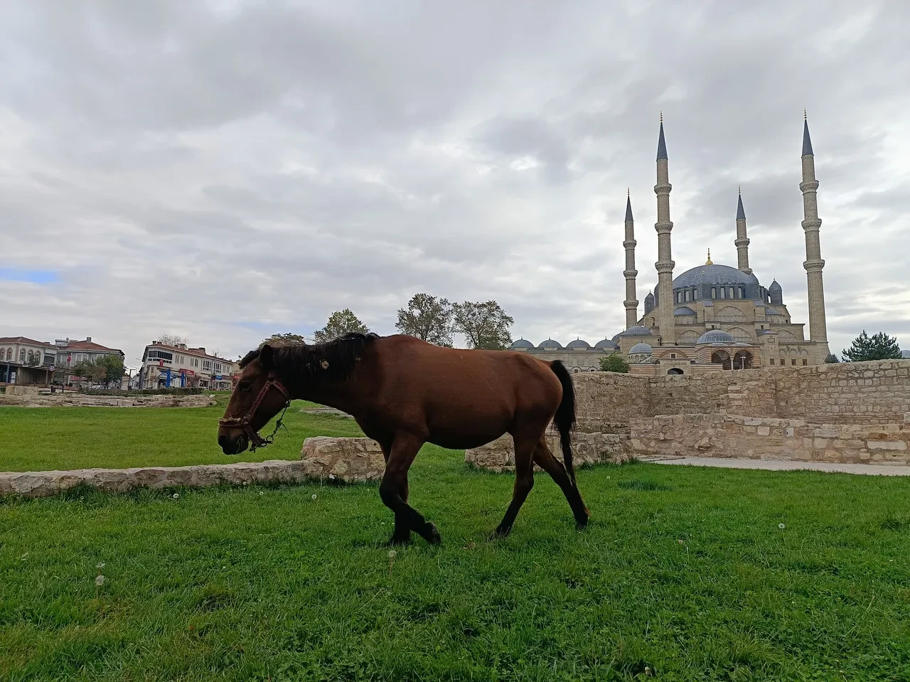 Başıboş atlar meydanda cirit attı! ‘’ Bunlar burada ne arıyor? ‘’