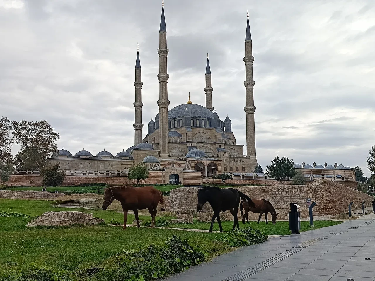 Başıboş atlar meydanda cirit attı! ‘’ Bunlar burada ne arıyor? ‘’