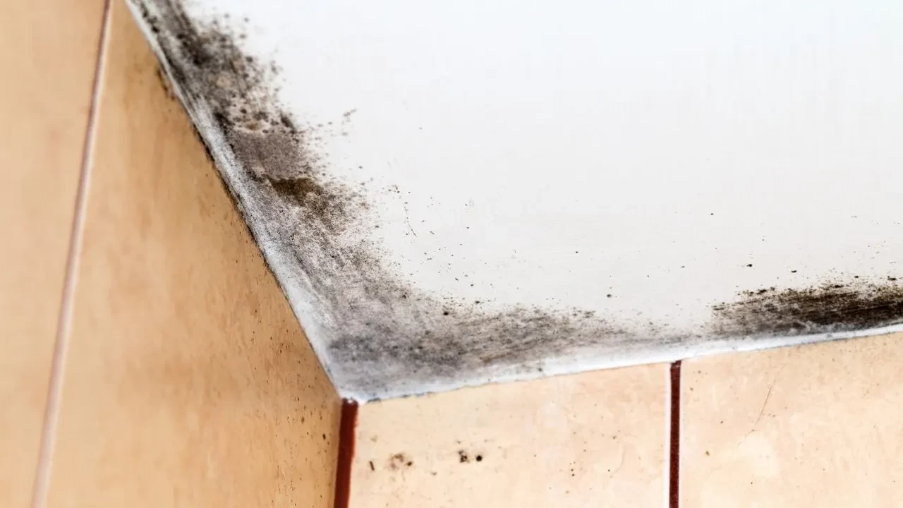 Banyo neden sürekli nemli olur? Banyodaki nem oranını hızla azaltmanın yolu
