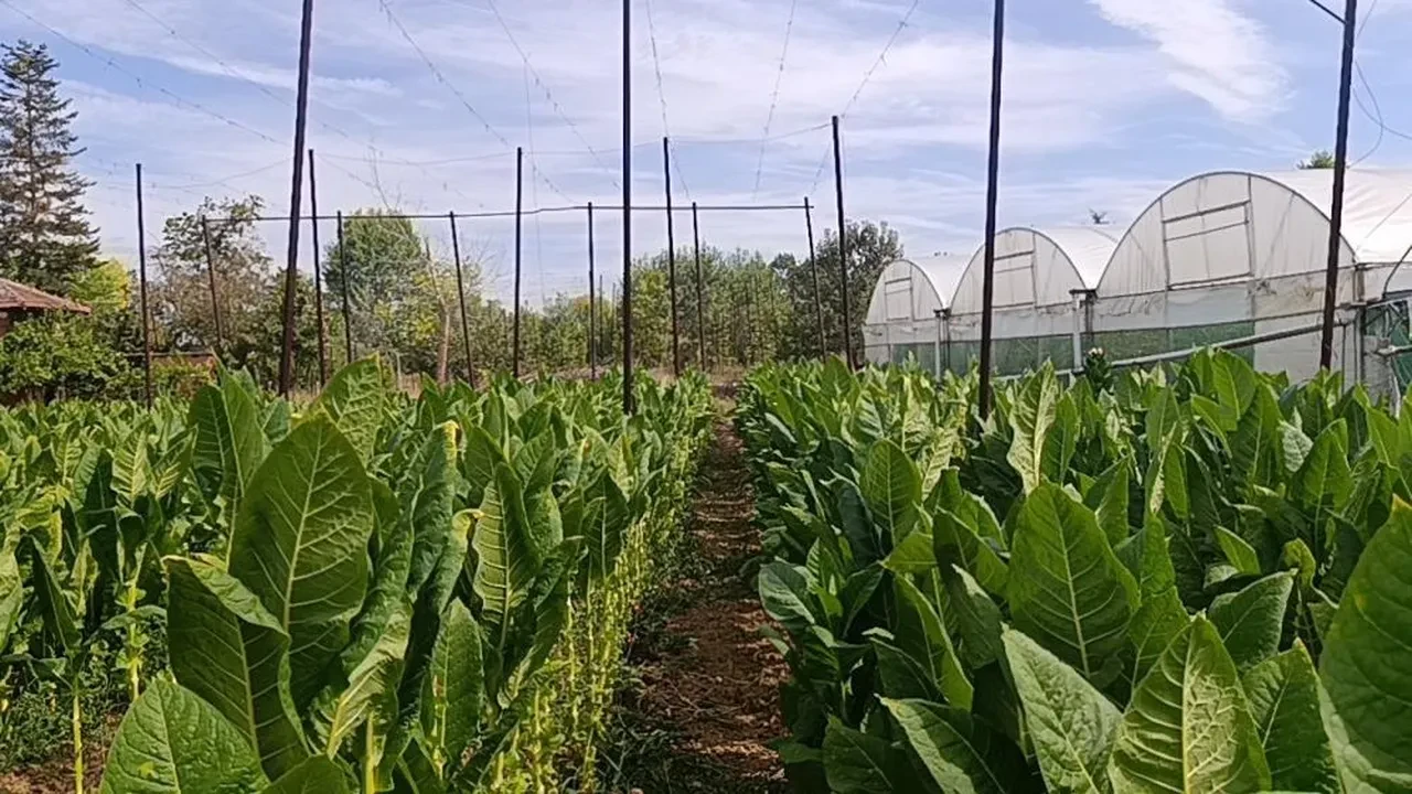 Deneme amacıyla ekilmişti: 200 ile 250 bin TL arası bir kazanç getiriyor