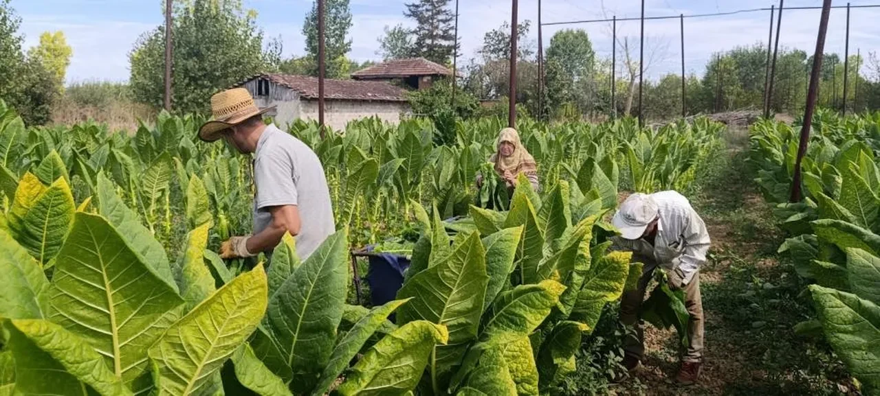 Deneme amacıyla ekilmişti: 200 ile 250 bin TL arası bir kazanç getiriyor