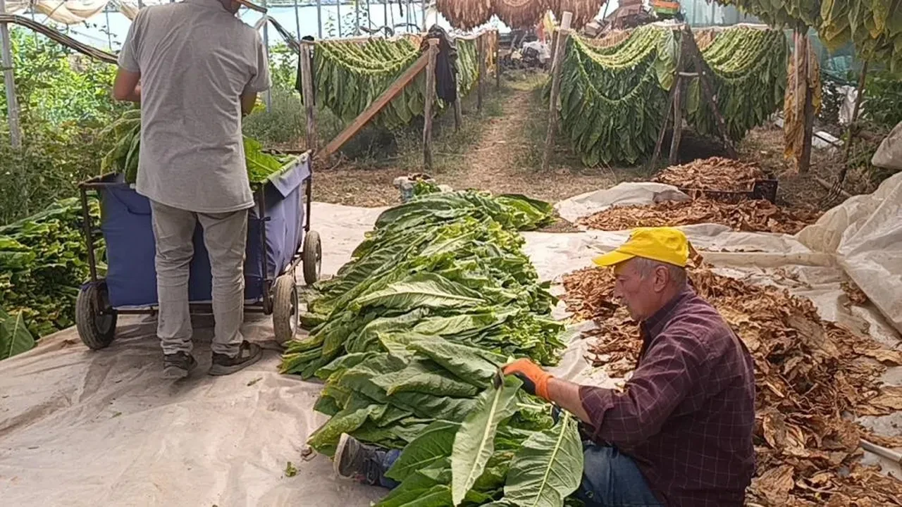 Deneme amacıyla ekilmişti: 200 ile 250 bin TL arası bir kazanç getiriyor
