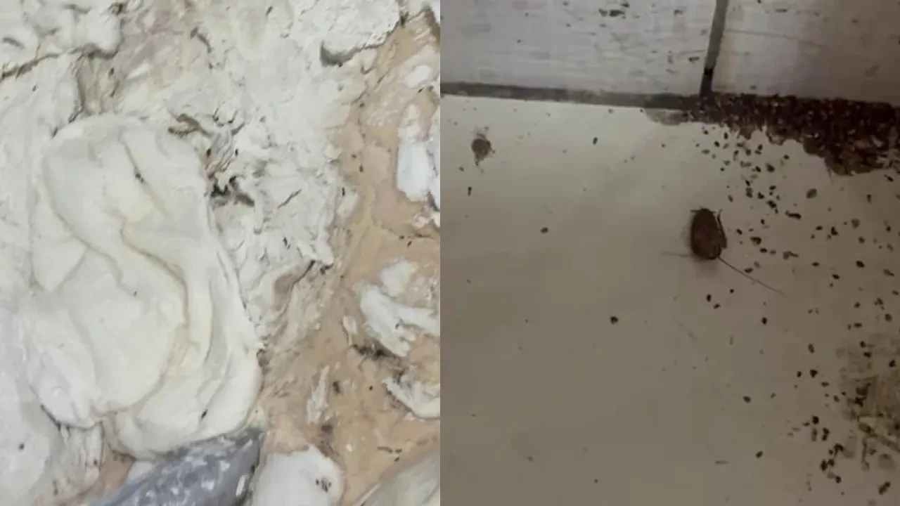 Fırın değil, çöplük: Mide bulandıran görüntüler kamerada 
