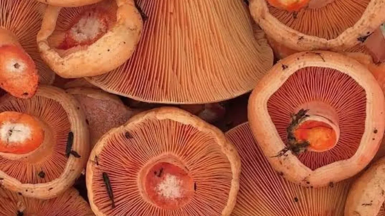 Kanlıca mantarı neye iyi gelir? Kanlıca mantarı hangi vitaminleri içerir?