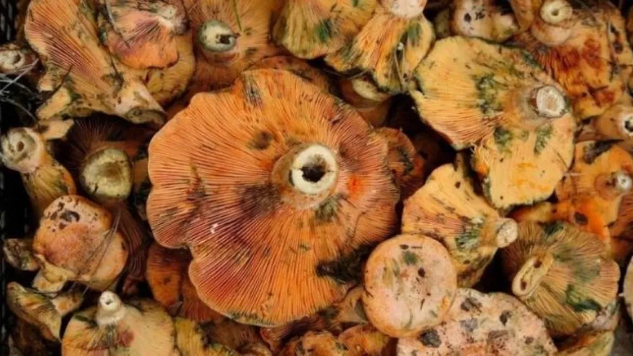 Kanlıca mantarı neye iyi gelir? Kanlıca mantarı hangi vitaminleri içerir?