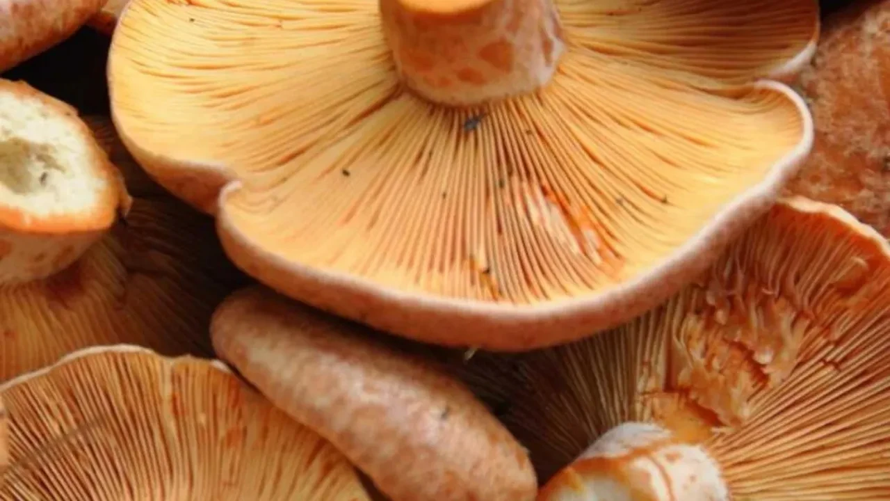 Kanlıca mantarı neye iyi gelir? Kanlıca mantarı hangi vitaminleri içerir?