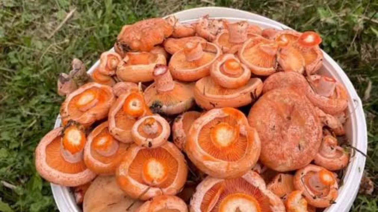 Kanlıca mantarı neye iyi gelir? Kanlıca mantarı hangi vitaminleri içerir?