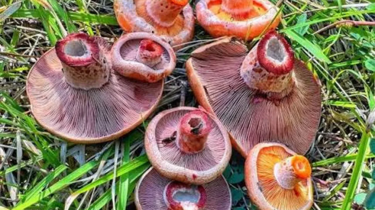 Kanlıca mantarı neye iyi gelir? Kanlıca mantarı hangi vitaminleri içerir?